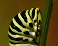 Butterfly Mahaon. Papilio machaon larva in close-up Royalty Free Stock Photo