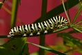 Butterfly Mahaon. Papilio machaon larva in close-up Royalty Free Stock Photo