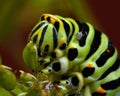 Butterfly Mahaon. Papilio machaon larva in close-up Royalty Free Stock Photo