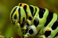 Butterfly Mahaon. Papilio machaon larva in close-up Royalty Free Stock Photo