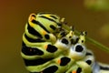 Butterfly Mahaon. Papilio machaon larva in close-up Royalty Free Stock Photo