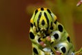 Butterfly Mahaon. Papilio machaon larva in close-up Royalty Free Stock Photo