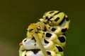 Butterfly Mahaon. Papilio machaon larva in close-up Royalty Free Stock Photo