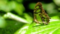 Butterfly, Malachite (Siproeta stelenes)