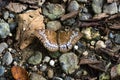 Malay Viscount Tanaecia pelea