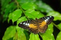 Butterfly from Malaysia and Borneo. Beautiful leaves. Clipper butterfly, Parthenos sylvia, sitting on the green leaves. Insect in