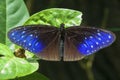 A Butterfly in Malaysia
