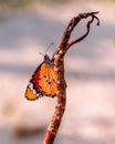 A butterfly from the Maldivian islands