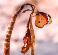 Butterfly with orange and red wings of the Maldivian islands