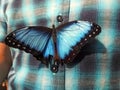 Butterfly on man\'s blue shirt. Peaceful scene. (Morpho helenor,).