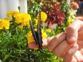 Butterfly on man's hand. Peaceful scene. (Morpho helenor).