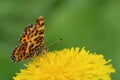 Butterfly - map (Araschnia levana) on dandelion flower