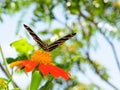 Butterfly On Marigold Royalty Free Stock Photo