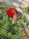 Butterfly on the marigold flower