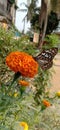 Butterfly on the marigold flower