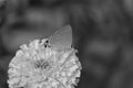 Butterfly on marigold flowers close up in the garden on the monochrome background