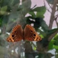 Butterfly mariposa monarca primavera spring