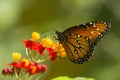 Butterfly at Mariposario Jardin Magico