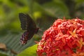 Butterfly at Mariposario Jardin Magico