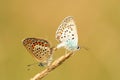 Butterfly mating Royalty Free Stock Photo