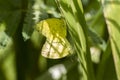 Butterfly, Mating - Common Grass Yellow - Eurema hecabe Royalty Free Stock Photo