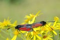 Butterfly matting