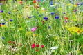 Butterfly meadow background, colorful native flower field Royalty Free Stock Photo