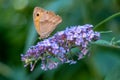 Butterfly Meadow Brown or Maniola jurtina