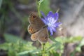 Butterfly Meadow Brown Butterfly - Maniola jurtina on a field flower