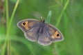 Butterfly meadow brown sitting on a grass blade. Royalty Free Stock Photo