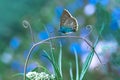 Butterfly in the meadow, field flowers and grass, beautiful summer landscape. Fabulous artistic image,