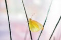 Butterfly in the meadow, field flowers and grass, beautiful summer landscape. Fabulous artistic image,