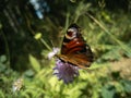 Butterfly on a meadow flower. The peacock eye is a bright European butterfly with spotted eyes on its wings. A subfamily of true