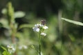 Butterfly on meadow at heyday Royalty Free Stock Photo