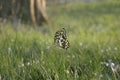 Butterfly at the meadow. Incect flying under and among the grass Royalty Free Stock Photo