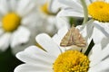 The butterfly of the meadow moth Loxostege sticticalis on a daisy in summer