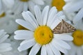 The butterfly of the meadow moth Loxostege sticticalis on a daisy in summer
