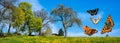 Butterfly meadow in spring banner