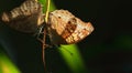 butterfly meeting, beautiful grey pansy butterflies hanging from leaf in tropical forest in summer season