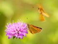 butterfly Royalty Free Stock Photo