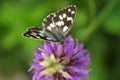 Butterfly Melanargia galathea on the orchid Dactylorhiza elata Lydia Royalty Free Stock Photo