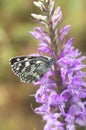 Butterfly Melanargia galathea on the orchid Dactylorhiza elata Lydia Royalty Free Stock Photo