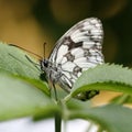 The butterfly Melanargia galathea between two leaves Royalty Free Stock Photo