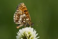 Butterfly (melitaea athalia) Royalty Free Stock Photo