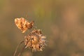 Butterfly (Melitaea cinxia)