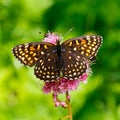 The butterfly Melitaea diamina (Melitaea diamina)