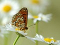 The butterfly Melitaea  sits on a summer morning on a daisy flower Royalty Free Stock Photo