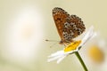 butterfly Melitaea sits on a summer morning on a daisy flower Royalty Free Stock Photo