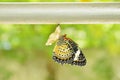 Butterfly metamorphosis from cocoon and prepare to flying on aluminum clothes line in garden Royalty Free Stock Photo