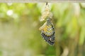 Butterfly metamorphosis from cocoon and prepare to flying on aluminum clothes line in garden Royalty Free Stock Photo